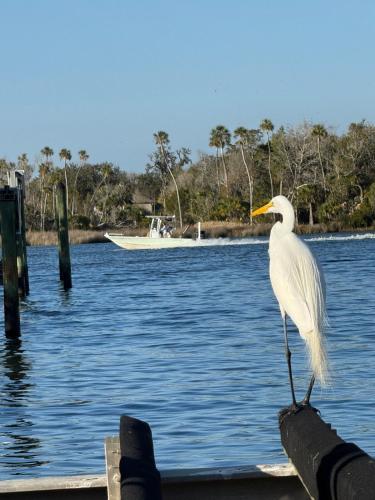 a white bird standing on the edge of a body of water at Saltys Retreat with a 50 Ft Dock at Crystal River in Crystal River