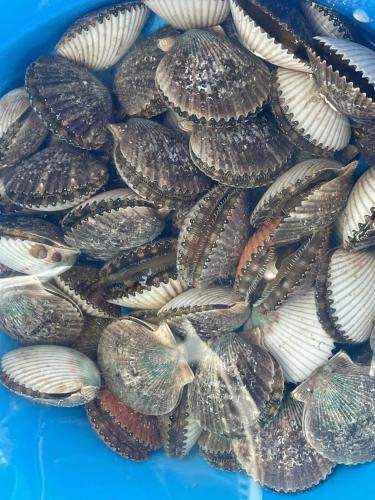 a pile of clams in a blue bowl at Saltys Retreat with a 50 Ft Dock at Crystal River in Crystal River