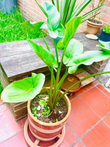 a plant in a pot sitting next to a bench at Habitaciones cerca a Universidad del Bosque in Bogotá