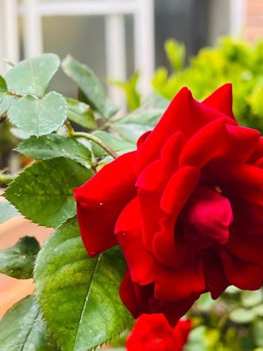 a red rose with green leaves in a garden at Habitaciones cerca a Universidad del Bosque in Bogotá