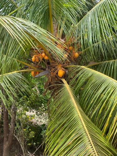 a palm tree with lots of fruit on it at Nature's Hideaway in Anuradhapura