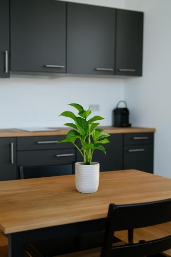 Cozy Apartment with balcony and free parking