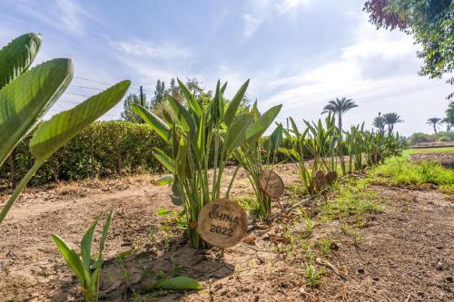 a row of corn plants in a field at Jolie Ville Hotel & Spa Kings Island Luxor in Luxor