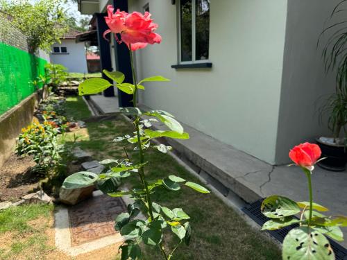 a rose bush in a garden next to a house at Homestay Kemaman - Berado D Kemuning in Cukai