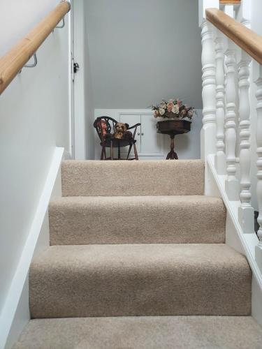 a stairway with white railings and stairs with a dog in a chair at Capella - Peaceful, comfortable, rooms - Private Shower - Free Parking - corporate, professional, contractor, trades, crew, holiday, Village Stay in Bray