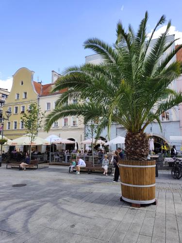 a palm tree in a planter on a street at Apartament Gliwice Centrum in Gliwice