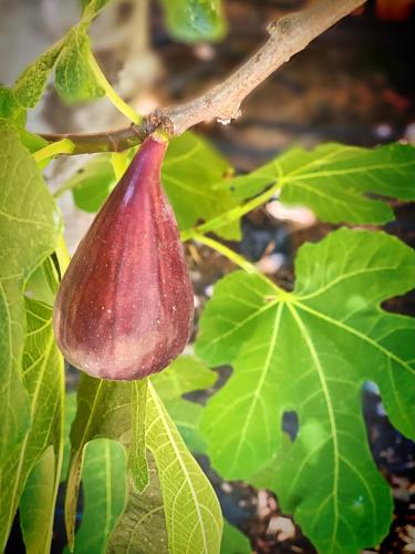 a large purple fruit hanging from a tree branch at Villa Eden in Domusnovas