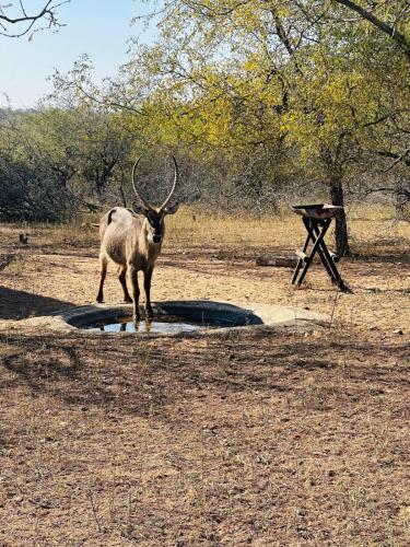 an animal with horns standing in a field at Amani Luxury Villa Marloth Park in Marloth Park