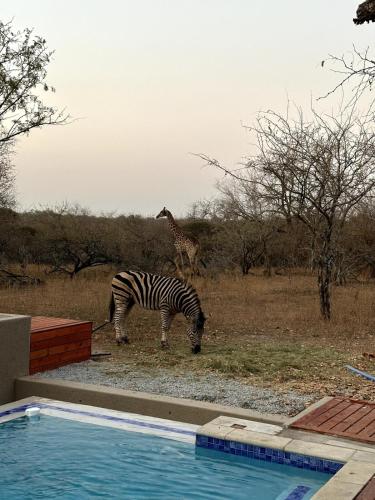 a zebra and a giraffe standing in a field at Amani Luxury Villa Marloth Park in Marloth Park