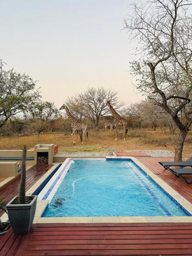 two giraffes are standing near a swimming pool at Amani Luxury Villa Marloth Park in Marloth Park