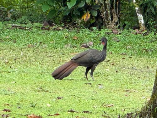 a bird with a long tail standing in the grass at Cabaña del Lago in Marsella