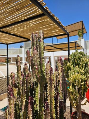 マラケシュにあるMiostello Lifestyle Riad Marrakechの建物の前のサボテンの群れ