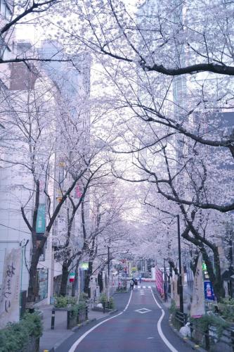 a city street with trees covered in pink flowers at Nishi Kawaguchi Buryry in Kawaguchi