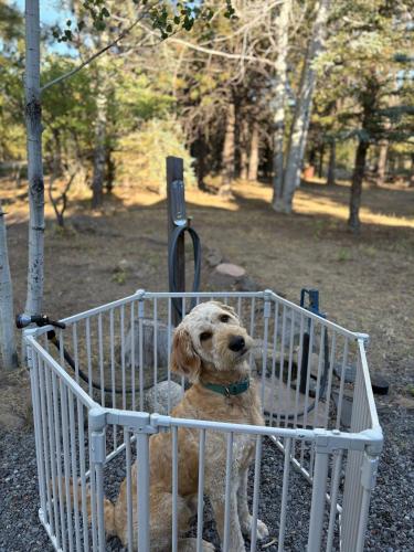 Blue Top Cabin Bend: HotTub Family/Dog/Equine BLM، Three Rivers (أسعار