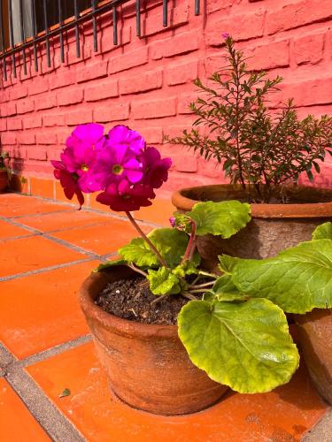 two pots with flowers in them sitting next to a brick wall at Encantadora y espaciosa casa a dos cuadras de Laguna Chascomús in Chascomús