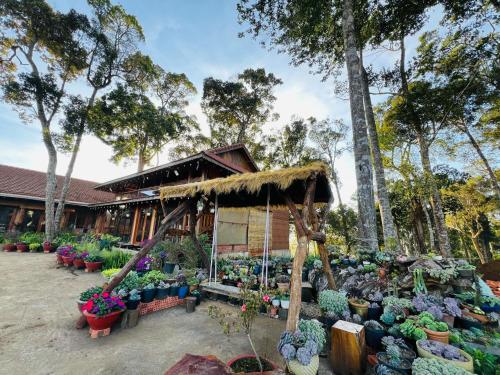 a display of plants and flowers in front of a building at Mộc Thiên Xanh homestay in Kon Plong