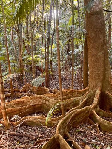 a tree with its roots in a forest at Nightcap Ridge - Byron Bay Hinterland in Dorroughby