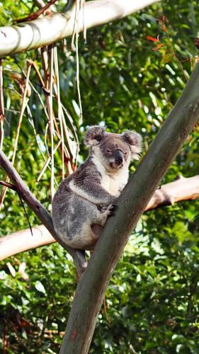 a koala sitting on top of a tree at Nightcap Ridge - Byron Bay Hinterland in Dorroughby