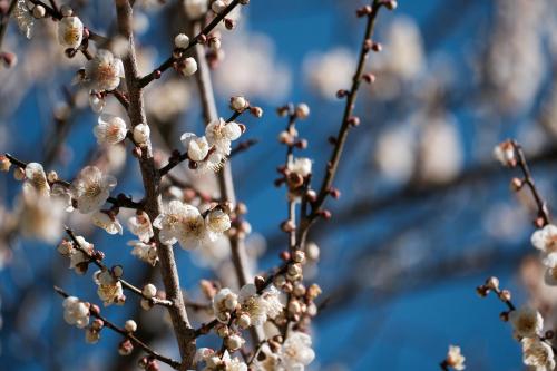 a branch of a tree with white flowers at Craft Inn WARAKU in Shizuoka