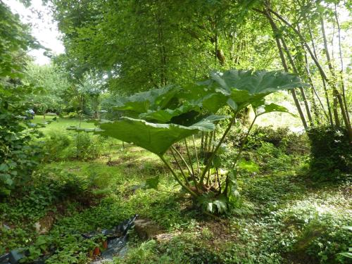 a green plant in the middle of a garden at Holiday Home in Huelgoat near Monts d'Arrée in Huelgoat