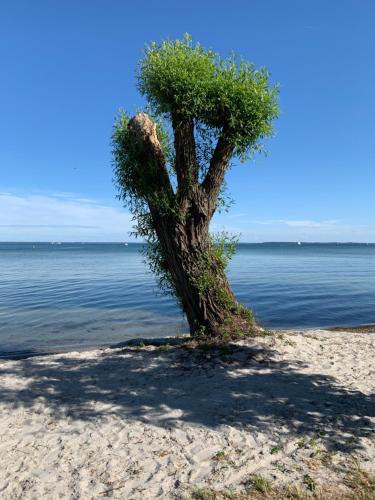 a tree on a sandy beach near the water at Altes Gutshaus Klink in Klink
