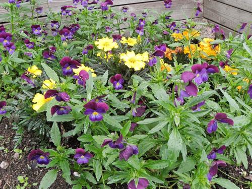 a garden of colorful flowers in a garden at 4 person holiday home in GULLSPÅNG-By Traum in Tattertorp