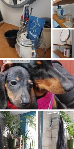a collage of four pictures with a dog and plants at Morecambe Seaside Room in Heysham