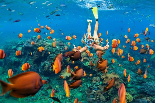 a woman swimming in the ocean with a school of fish at Stunning beachfront apartment, Seaview, 20 metres from beach in Blue Bay