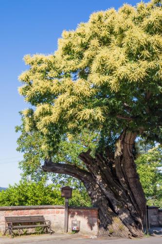 a large tree with a bench in front of it at Hotel Berg in Dannenfels