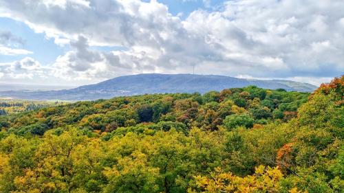 an overview of a forest of trees with a mountain in the background at Hotel Berg in Dannenfels