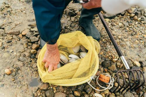 a person is picking up rocks in a net at Wequassett Resort and Golf Club in East Harwich