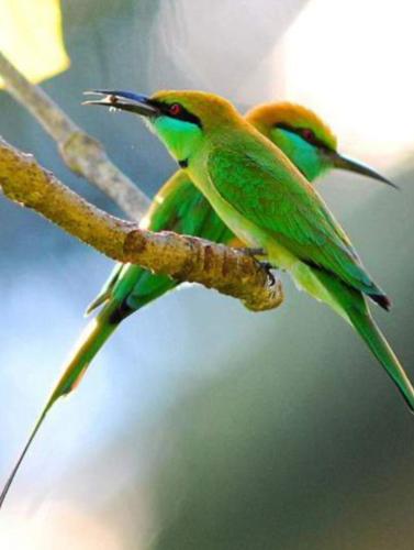 two green and yellow birds perched on a tree branch at Nature's Hideaway in Anuradhapura