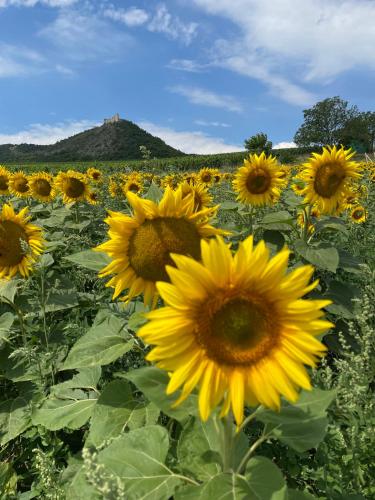 a field of sunflowers with a mountain in the background at Pálava Chalupa in Pavlov
