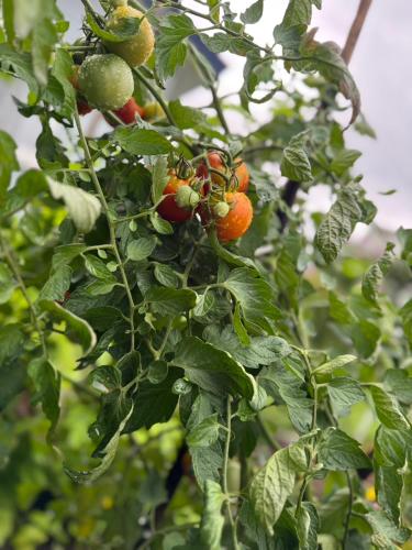 a bunch of fruits on a tree with leaves at 白樺 Shirakaba in Yuni