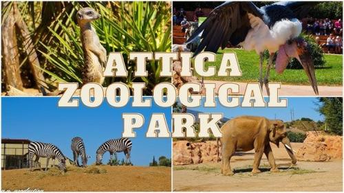 a collage of pictures of animals at an african zoological park at Demi's Apartments Near Athen's Airport in Artemida