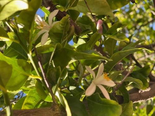 a tree with white flowers and green leaves at Private Tuscany Oasis with Pool - Perfect for families, couples or business travelers home in Phoenix