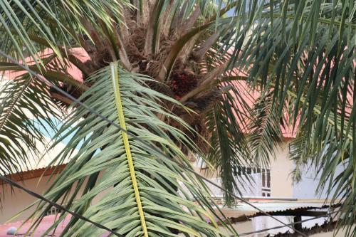 a close up of a palm tree at Londoninnn in Bijilo