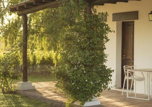 a large ivy growing up the side of a house at Postales by DOT Boutique in Colonia Las Rosas