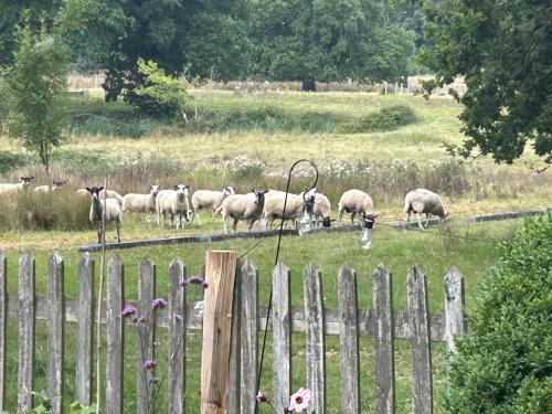 a herd of sheep grazing in a field behind a fence at Oak Crest, 2 bedrooms, log fire, scenic views near Chapel Down in Rolvenden