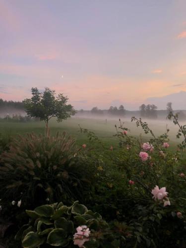 a foggy field with pink flowers and a tree at Mokaito Namai in Sadžiūnai
