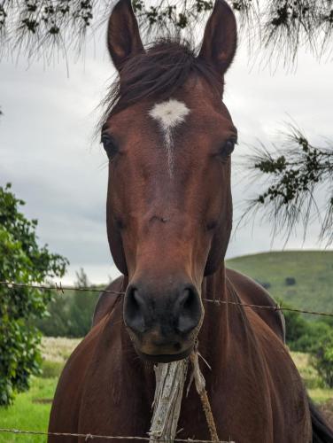 a brown horse with a white spot on its face at Maunga Roa Eco Lodge in Hanga Roa