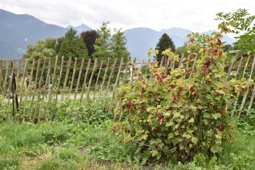 a bush with red flowers in front of a fence at Gästehaus in Thüringen in Thüringen