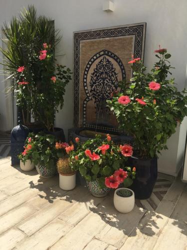a group of potted plants in front of a chair at Casa de Cece in Lagoa