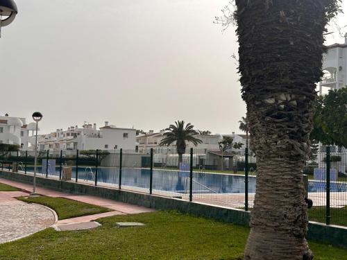 a palm tree next to a fence next to a swimming pool at Piso Torrox Costa Málaga in Torrox