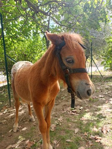 a brown horse standing next to a fence at Villa Strada dei Monti Sibillini in Montefortino