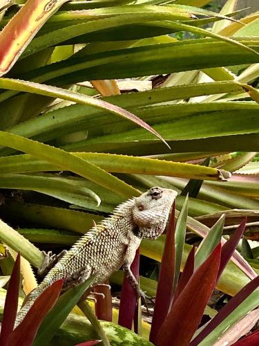 a lizard is standing in a plant at Habibi Hostel & Restaurant in Unawatuna