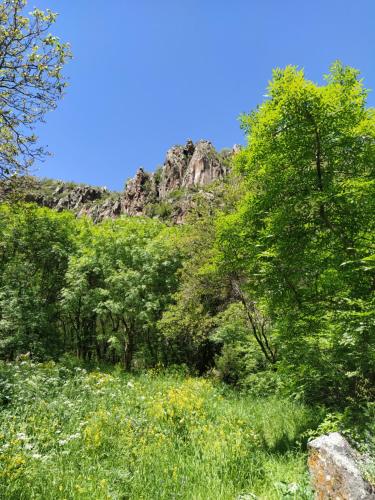 a hillside with trees and a mountain in the background at Vardzia Old Village in Vardzia