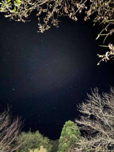 un'immagine di una foresta con alberi in primo piano di Cabaña Carmanqui ad Alpa Corral