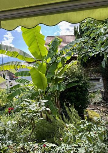 a large green plant in a garden at Historic Lakeview Swiss Chalet near Interlaken in Niederried