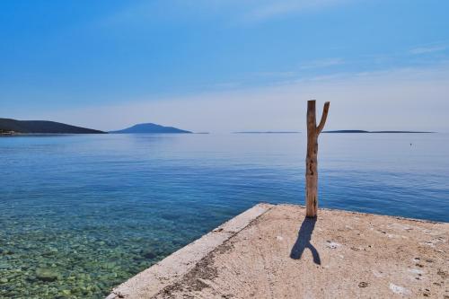 a tree sitting on the edge of a body of water at Kapetanova kuća in Martinšćica